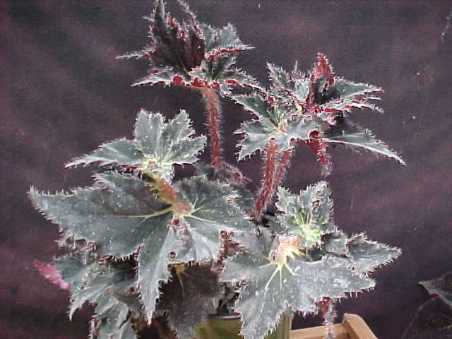 B. ‘Thistle’